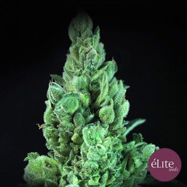 Comprar Solodiol Auto CBD Elite Seeds - Grow Barato