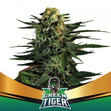 Green Tiger Faster Flowering de BSF Seeds - Grow Barato