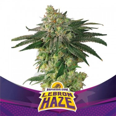 Lebron Haze de BSF Seeds Semillas feminizadas - Grow Barato