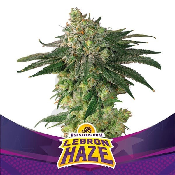 Lebron Haze di BSF Seeds marijuana sativa.
