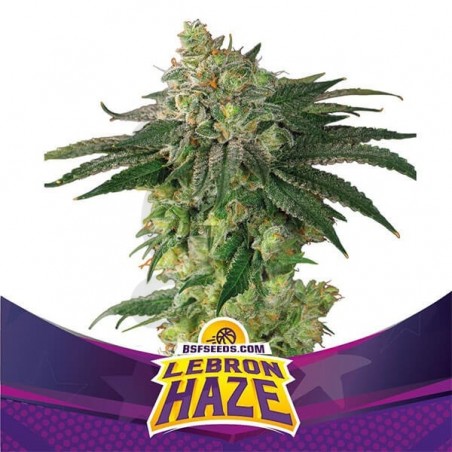 Lebron Haze di BSF Seeds marijuana sativa. Lebron Haze di BSF Seeds marijuana sativa.