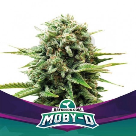 Moby-D Moby-D