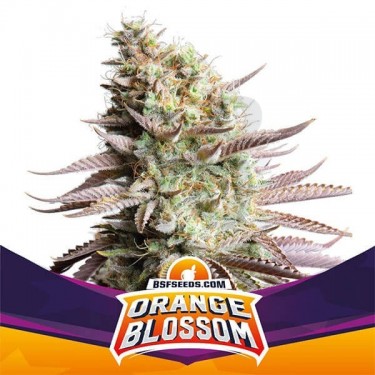 Orange Blossom de BSF Seeds cepa feminizada - Grow Barato