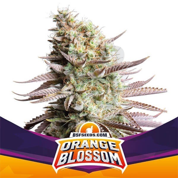 Flor de laranja de BSF Seeds estirpe feminizada - Grow Barato