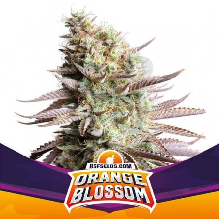 Orange Blossom de BSF Seeds cepa feminizada - Grow Barato Orange Blossom de BSF Seeds cepa feminizada - Grow Barato