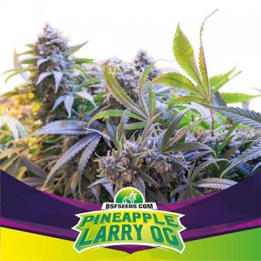 Semillas Pinneapple Larry OG de BSF Seeds - Grow Barato