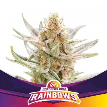 Rainbows de BSF Seeds selección Zkittlez - Grow Barato