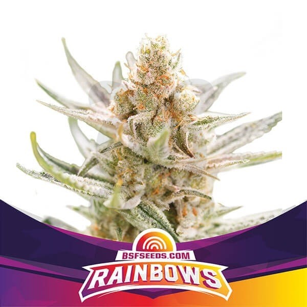 Rainbows de BSF Seeds selección Zkittlez - Grow Barato