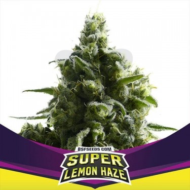 SLH de BSF Seeds Stars Players sativa cítrica - Grow Barato
