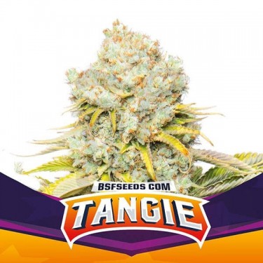 Tangie de BSF Seeds selección feminizada. - Grow Barato