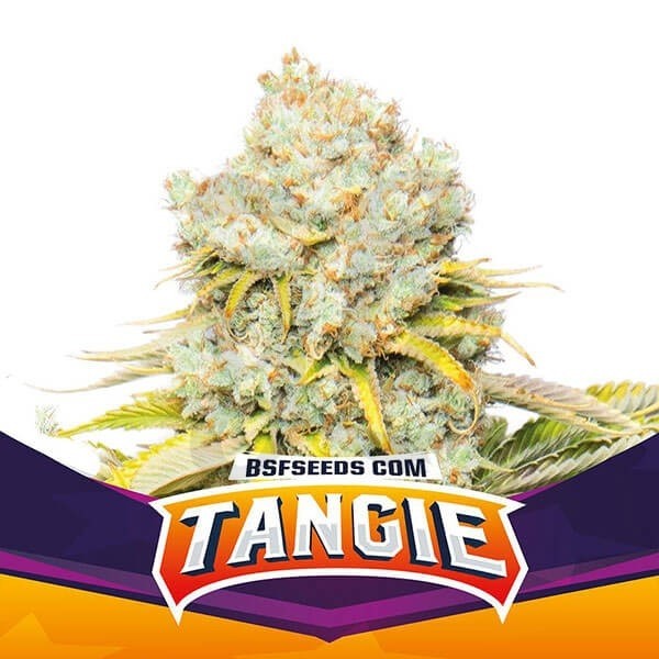 Plante de cannabis Tangie