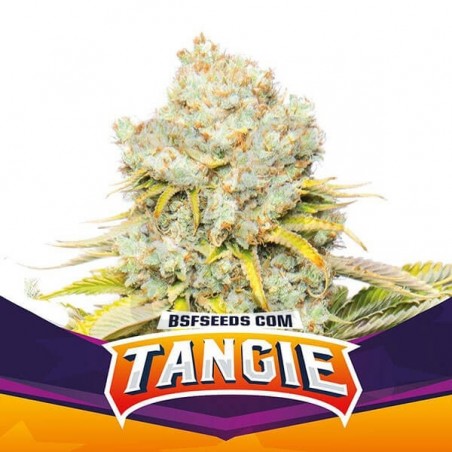 Tangie de BSF Seeds selección feminizada. - Grow Barato Tangie de BSF Seeds selección feminizada. - Grow Barato
