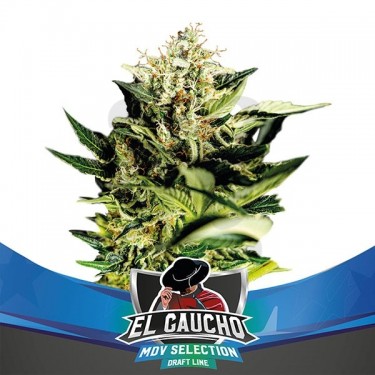 El Gaucho Faster Flowering de BSF Seeds - Grow Barato