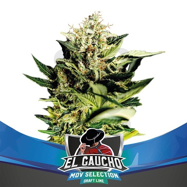 El Gaucho Faster Flowering de BSF Seeds - Grow Barato