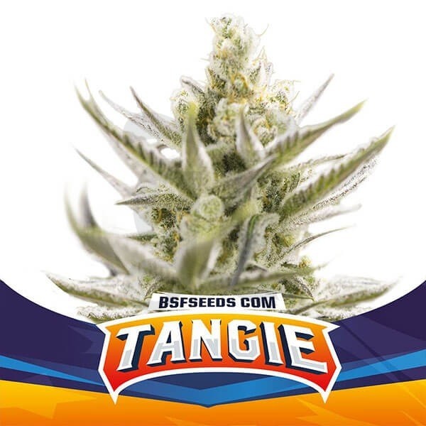 Tangie XXL Auto variedade de sementes BSF - Crescer Barato