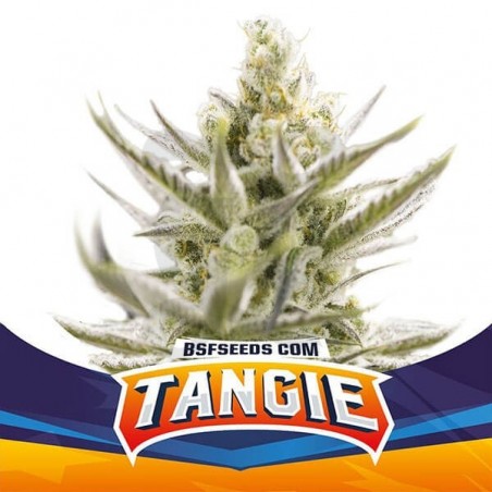 Tangie XXL Auto variedad de BSF Seeds - Grow Barato Tangie XXL Auto variedad de BSF Seeds - Grow Barato