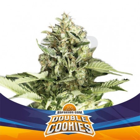 Double Cookies Auto by BSF Seeds Auto - GB Double Cookies Auto by BSF Seeds Auto - GB