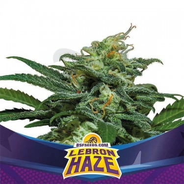 Lebron Haze XXL Auto de BSF Seeds Auto - Grow Barato