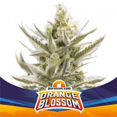 Orange Blossom XXL Auto de BSF Seeds semillas - Grow Barato