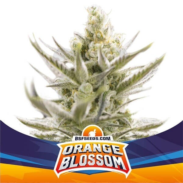 Orange Blossom XXL Auto de BSF Seeds semillas - Grow Barato