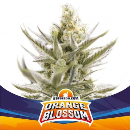 Orange Blossom XXL Auto de BSF Seeds semillas - Grow Barato Orange Blossom XXL Auto de BSF Seeds semillas - Grow Barato