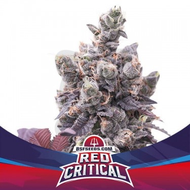 Red Critical Auto Marijuana Plant