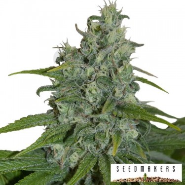 Auto Max de Seedmakers semilla automática - Grow Barato