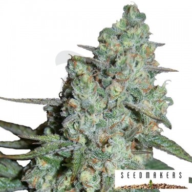 Wonder Skunk de Seedmakers feminizadas - Grow Barato