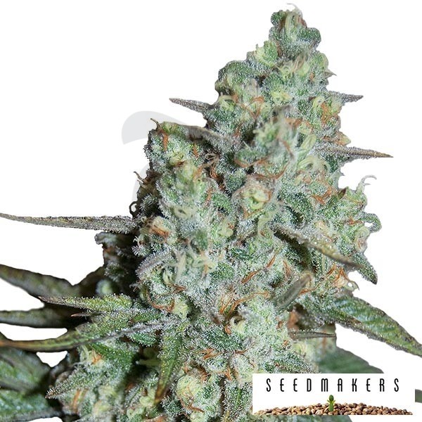 Wonder Skunk di Seedmakers femminilizzata.
