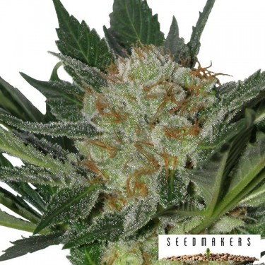 Widow de Seedmakers semilla feminizada - Grow Barato
