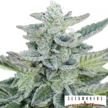 Super Kush de Seedmakers feminizada - Grow Barato