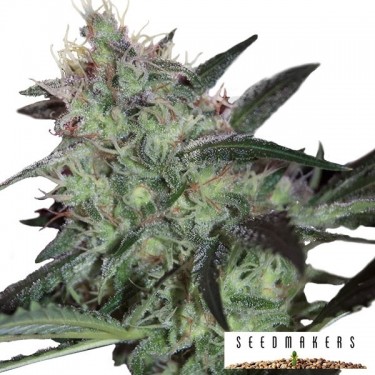 Super Diesel de Seedmakers feminizadas - Grow Barato