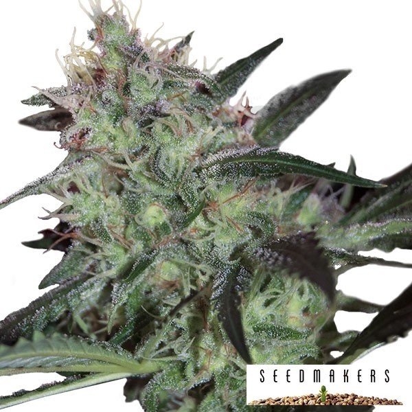 Super Diesel de Seedmakers feminizadas - Grow Barato