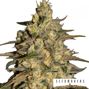 Silver Jack de Seedmakers feminizada - Grow Barato
