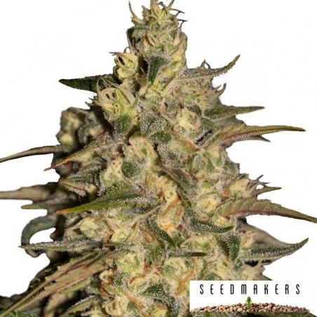 Silver Jack de Seedmakers feminizada - Grow Barato Silver Jack de Seedmakers feminizada - Grow Barato