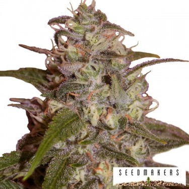 Orange Light de Seedmakers feminizadas - Grow Barato