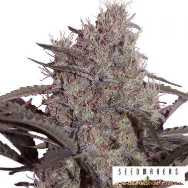 Jack Widow de Seedmakers feminizadas - Grow Barato