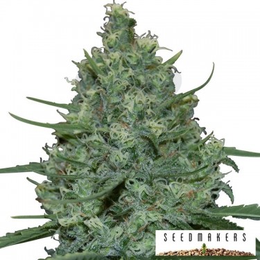 Critical de Seedmakers semillas feminizadas - Grow Barato