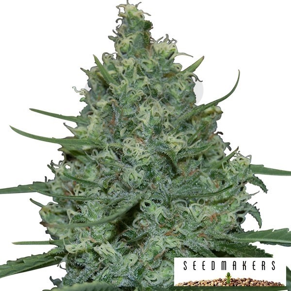 Critical cannabis plant