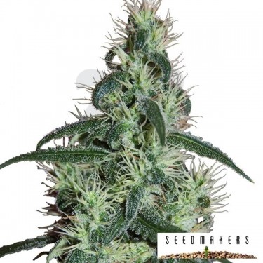 Blizzard de Seedmakers semilla feminizada - Grow Barato