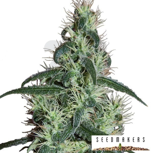Blizzard cannabis plant