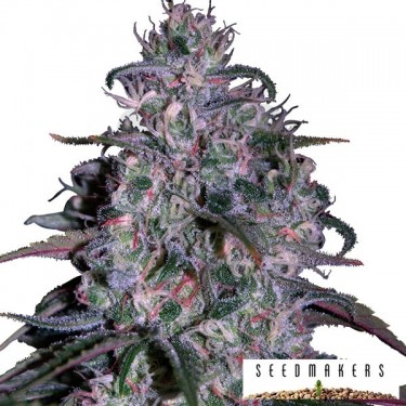 Alakazam de Seedmakers semillas feminizadas - Grow Barato
