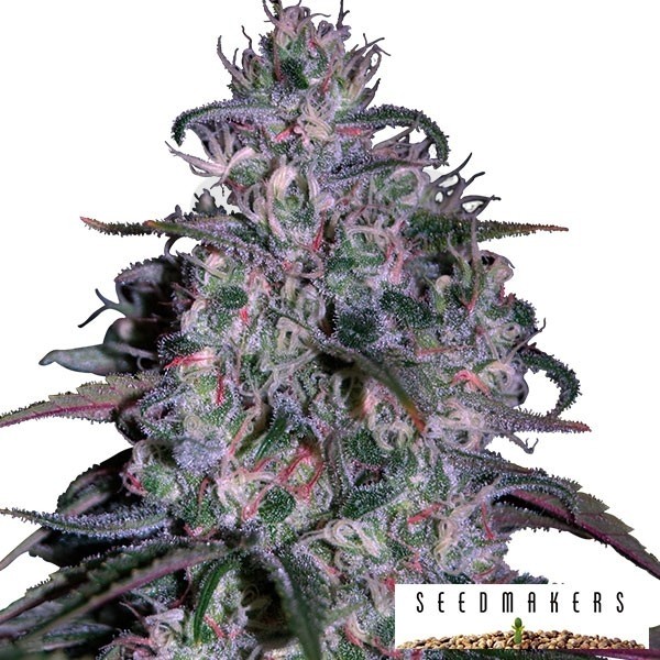 Alakazam de Seedmakers sementes feminizadas - Grow Barato