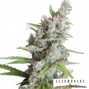 AK Auto de Seedmakers semilla automática - Grow Barato
