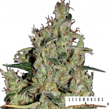 Auto Critical de Seedmakers semilla - Grow Barato