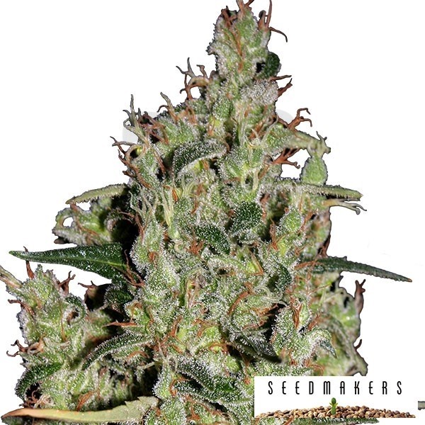 Auto Critical de Seedmakers semilla - Grow Barato