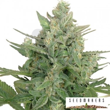 Low Dwarf de Seedmakers semilla automática - Grow Barato