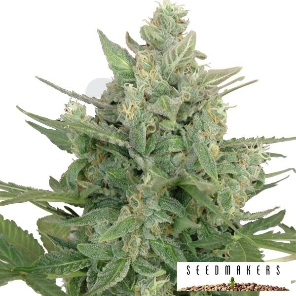 Low Dwarf Auto cannabis plant