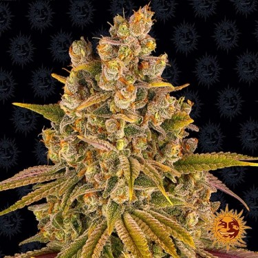 Comprar Lemon Tree de Barney’s Farm - Grow Barato