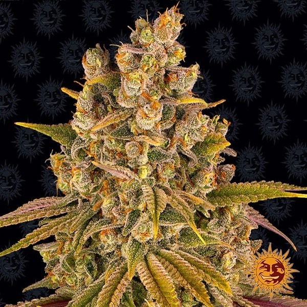 Comprar Lemon Tree de Barney’s Farm - Grow Barato